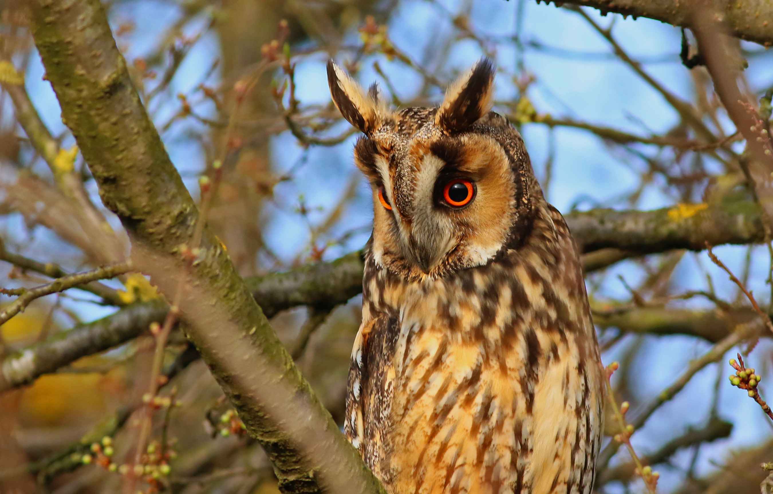 Long-eared Owl